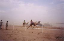 Camel Race-1