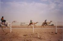 Camel Race-2