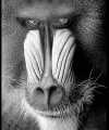 baboon.pgm