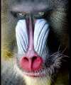 baboon.ppm