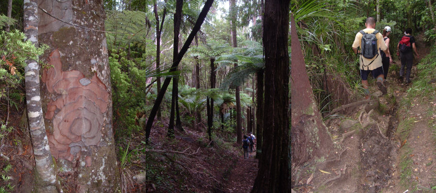 Kauri forrest