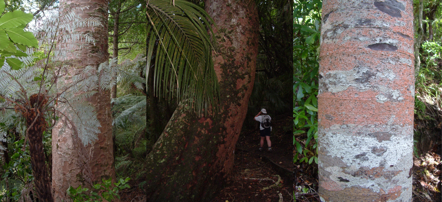 Kauri trees