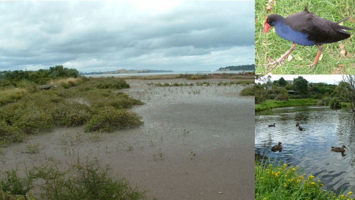 Tahuna Torea Nature Reserve