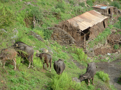 Water buffalos