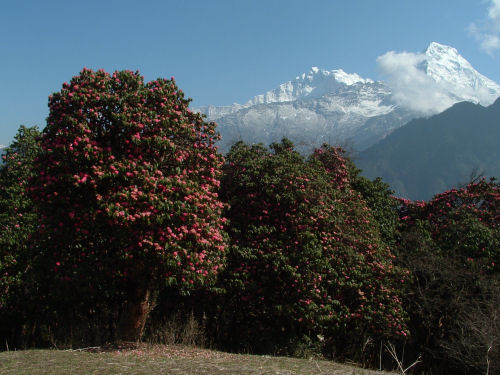 Rhododendron