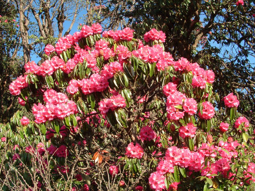 Rhododendron Close