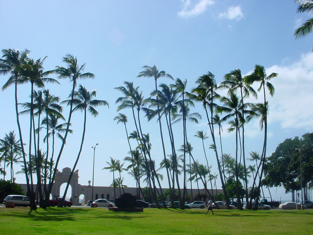 palms.jpg