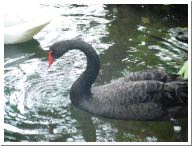 geese.jpg