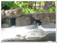 penguin.jpg