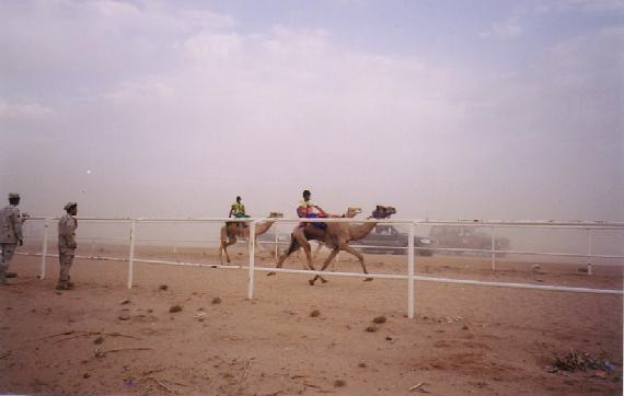 Camel Race-1