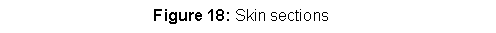 Text Box:                                 Figure 18: Skin sections