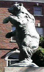 The Brown bear