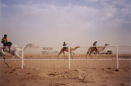 Camel Race-2
