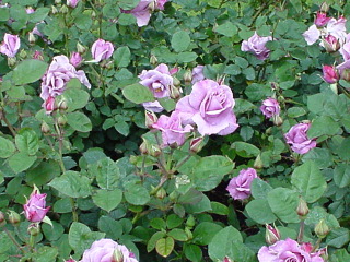 Rose 11