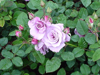 Rose 2