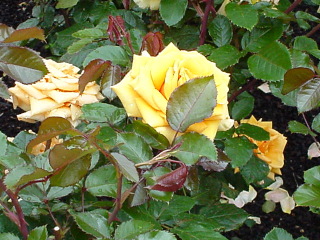 Rose 4