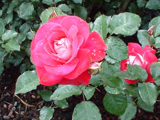 Rose 5