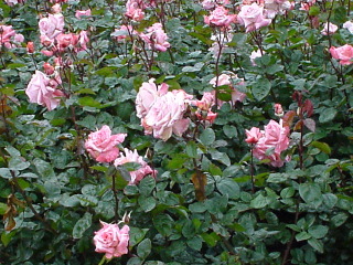 Rose 7