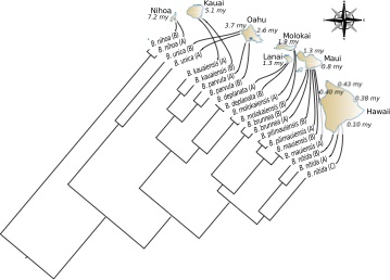 Modelling competition and dispersal in a statistical phylogeographic framework