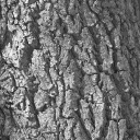 bark0009.bmp.jpg