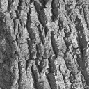 bark0010.bmp.jpg