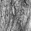 bark0011.bmp.jpg