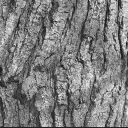 bark0012.bmp.jpg