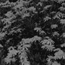 flowe01.bmp.jpg