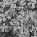 flowe03.bmp.jpg