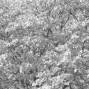 flowe04.bmp.jpg