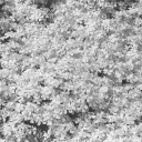 flowe05.bmp.jpg