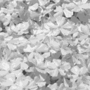 flowe06.bmp.jpg
