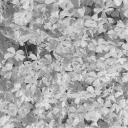 flowe07.bmp.jpg