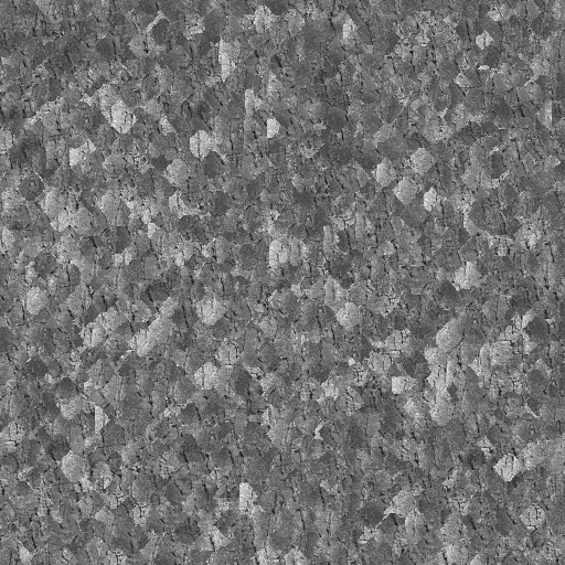 bark0008_g.bmp.jpg