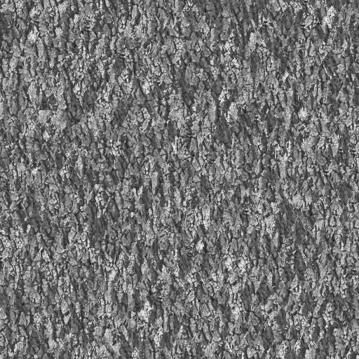 bark0009_g.bmp.jpg