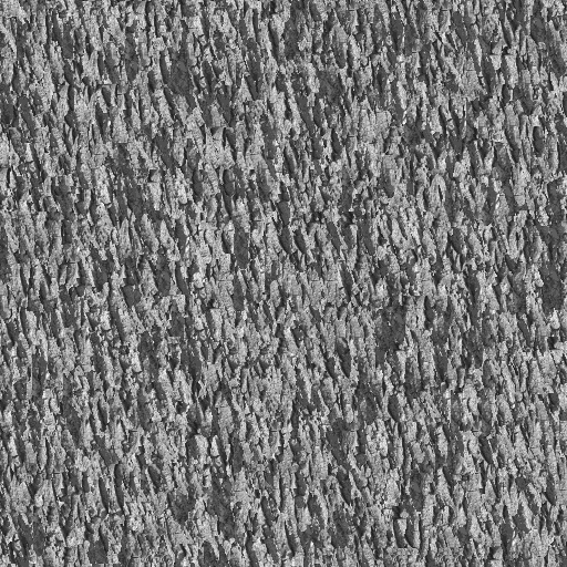 bark0010_g.bmp.jpg