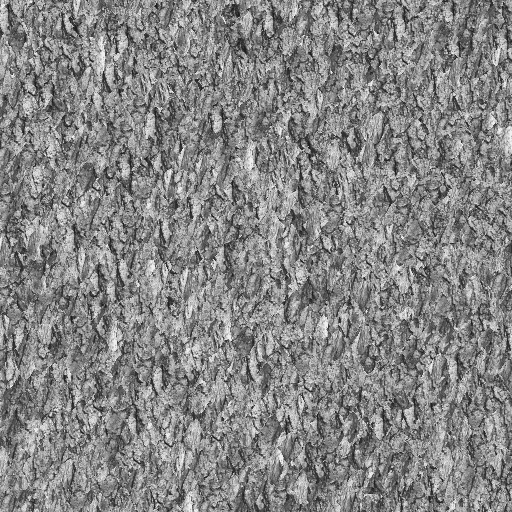 bark0011_g.bmp.jpg