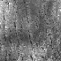 \includegraphics[width=0.6in]{bark0008.bmp.eps}
