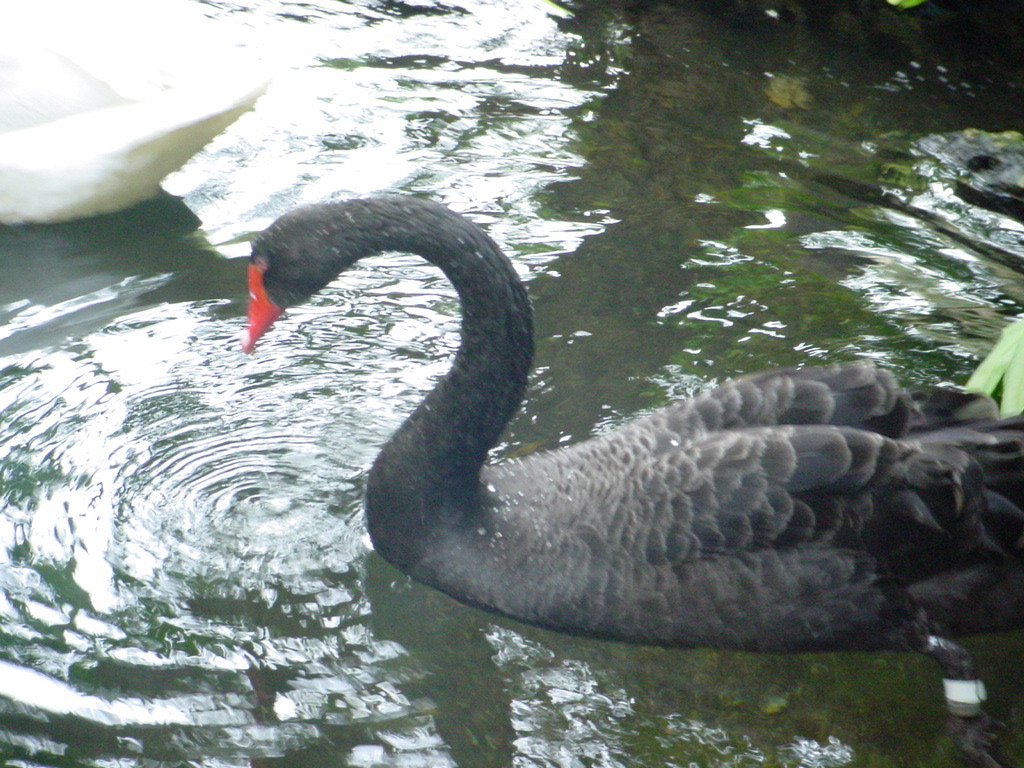 geese.jpg