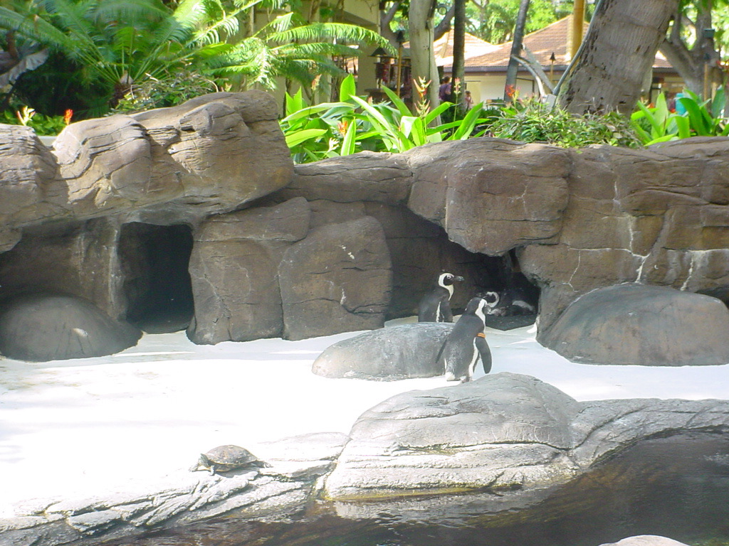 penguin.jpg