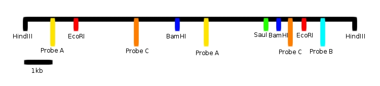 HindIII Fragment Map