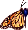 monarch